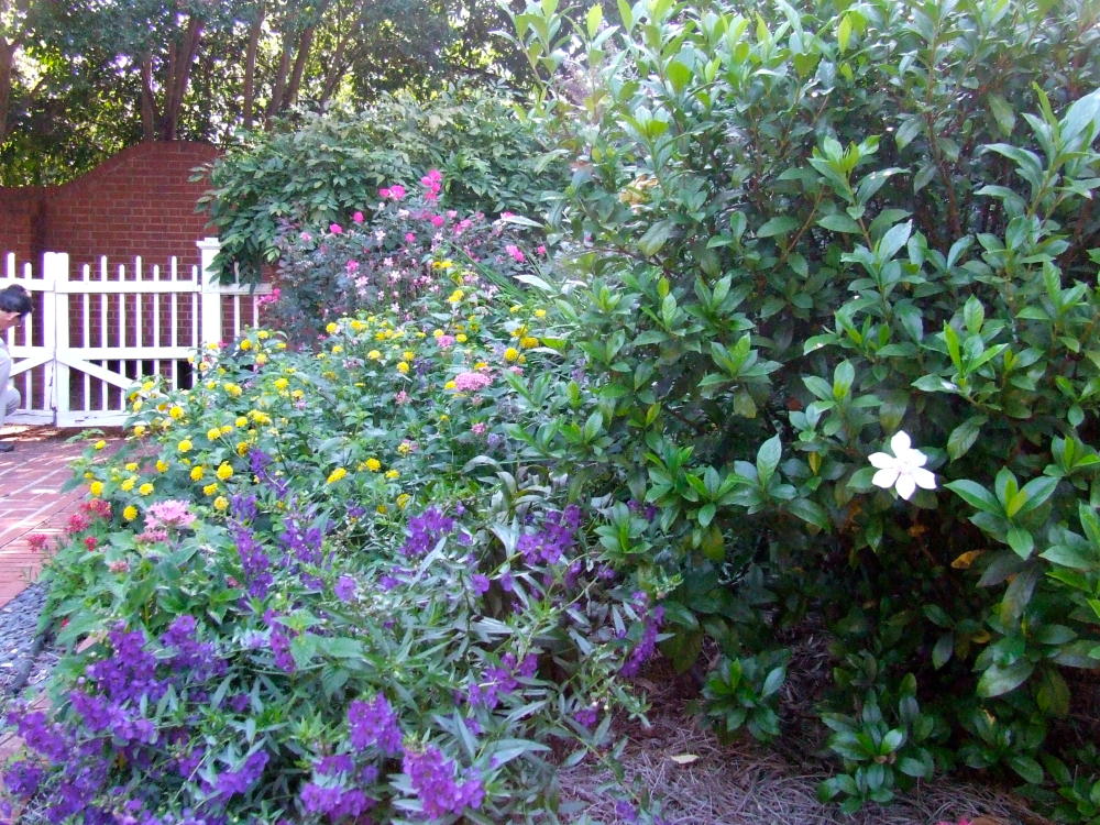 Beautiful flowers in bloom at Piedmont Garden in Athens, GA