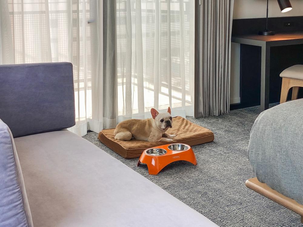 French bulldog lounging on hotel-provided dog bed next to a Canopy branded dog bowl, inside a hotel room.