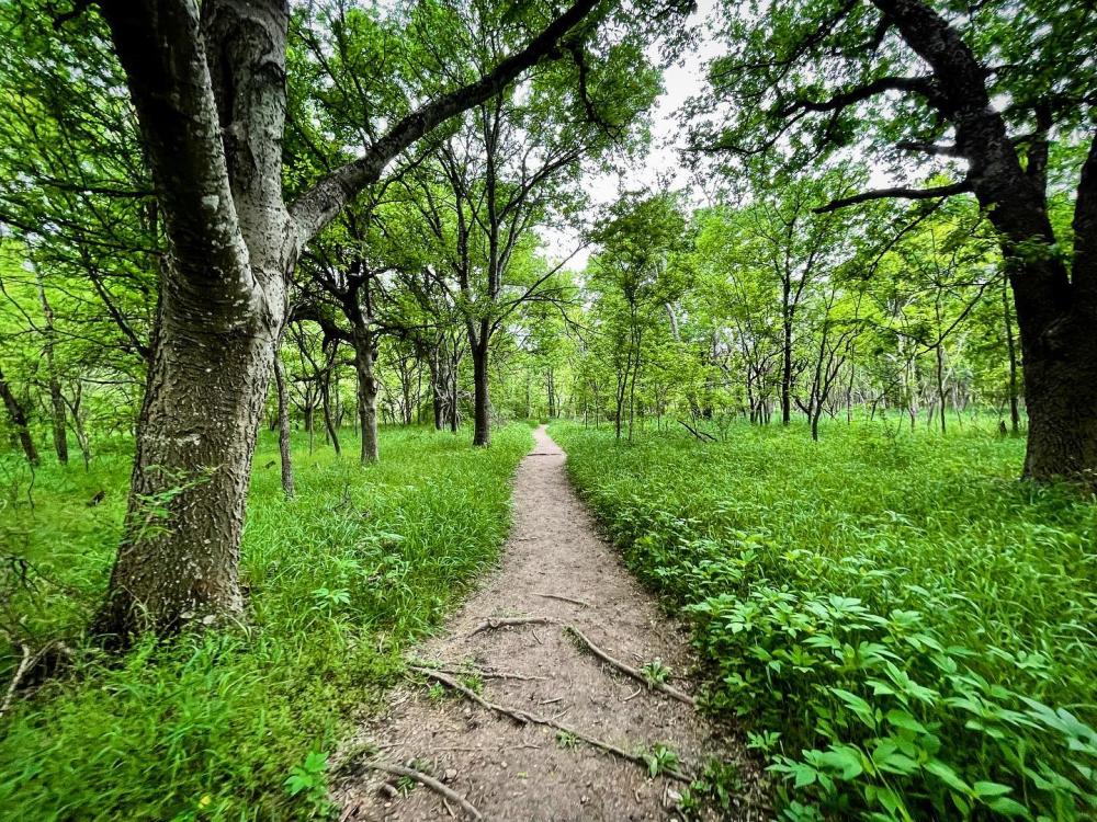 Dirt path surrounded by lush green foliage and towering trees.
