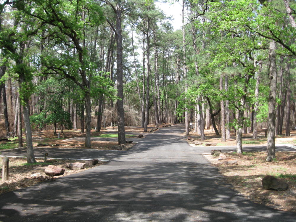 Tree Army Trail