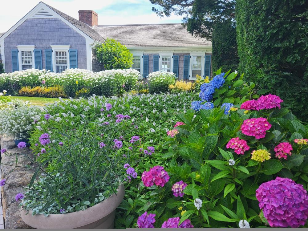 Hydrangea Fest