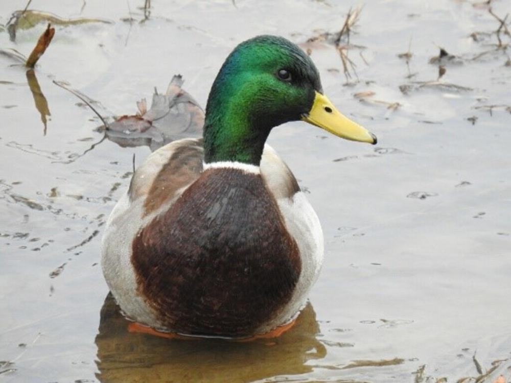 Mallard Duck