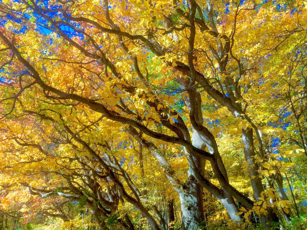 Fox Island Leaves in Autumn