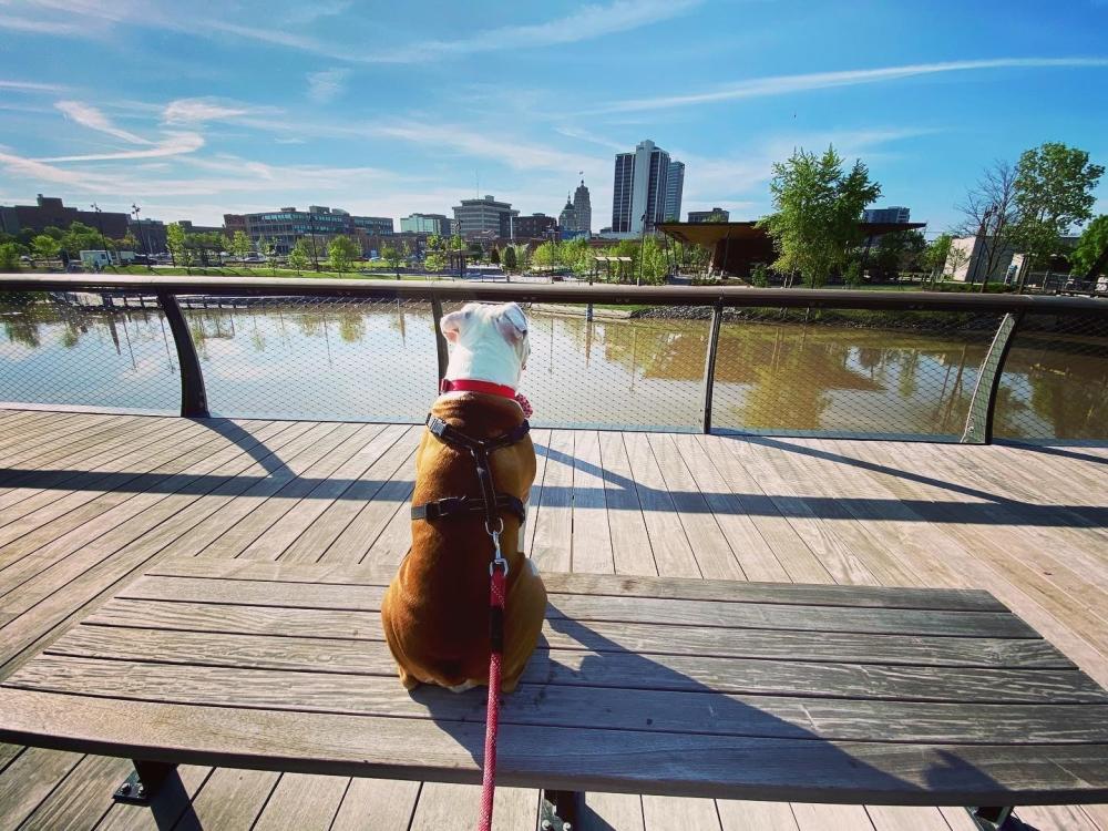 Dog looking at downtown Fort Wayne skyline