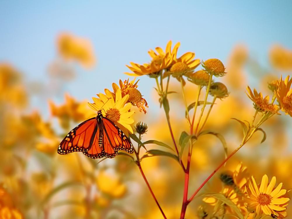Monarch Butterfly at Little River Wetlands and Eagle Marsh in Fort Wayne, Indiana by David Termain