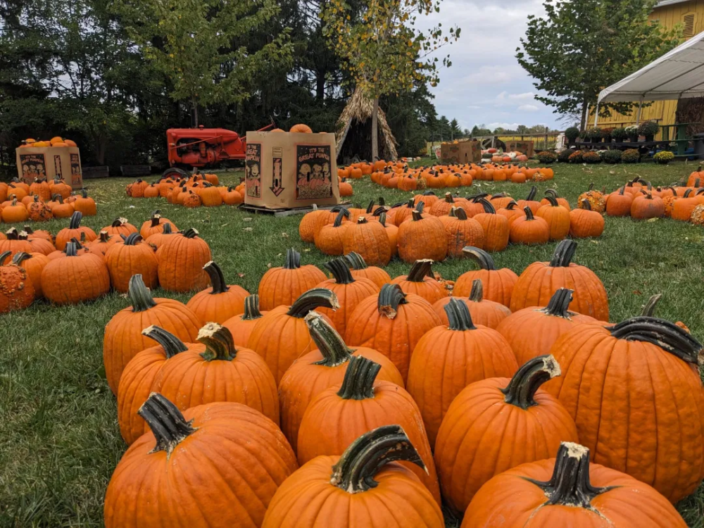 Hilger Pumpkin Patch