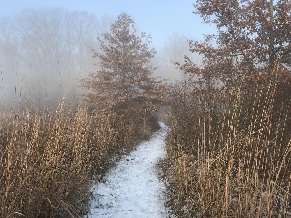 Fogwell Forest, ACRES