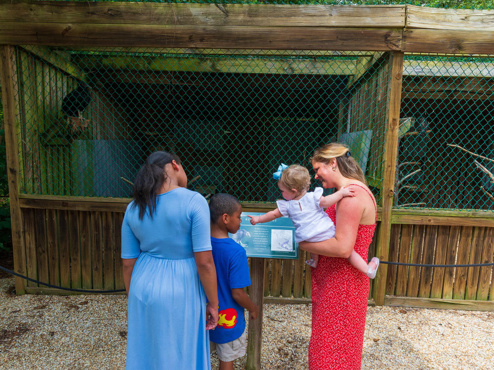 Kids enjoy exploring the birds of prey exhibit at Howell Woods