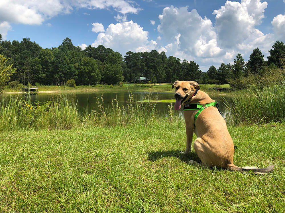 Howell Woods is dog-friendly and a great outing for hiking wiht your pets.