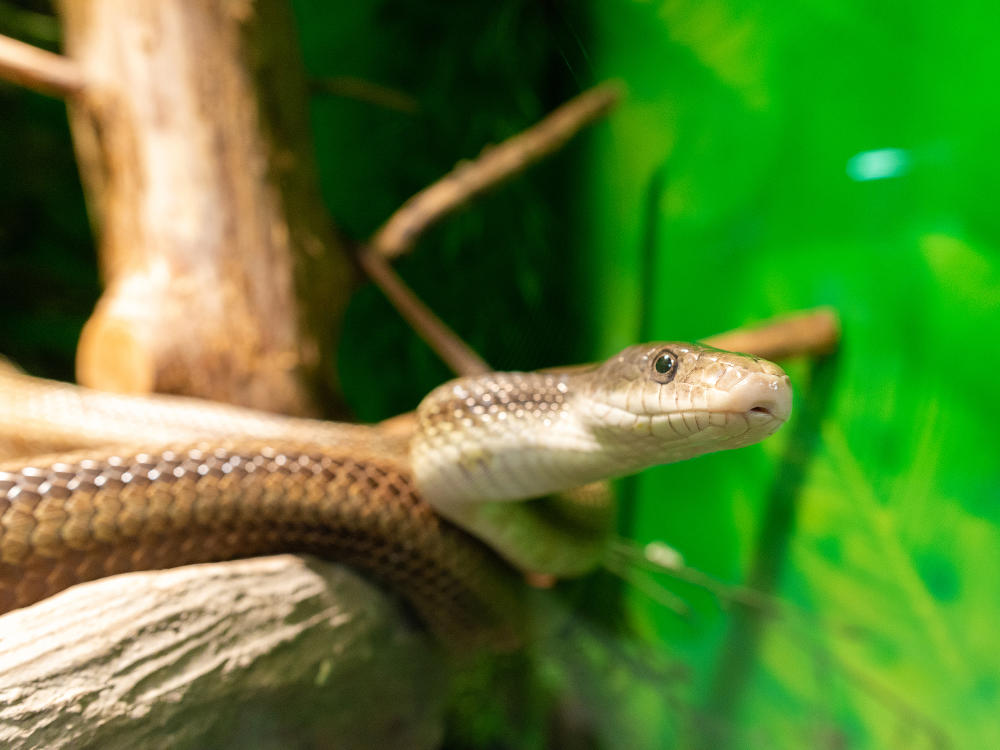 A corn snake looks at the camera from their habitat at Howell Woods