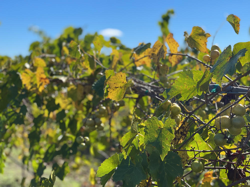 Muscadine grapes on the vine during harvest time at Hinnant Vineyards