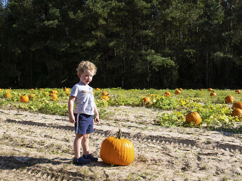 Smith's Farm Pumpkin Picking in McGee's Crossroads, Benson, NC.