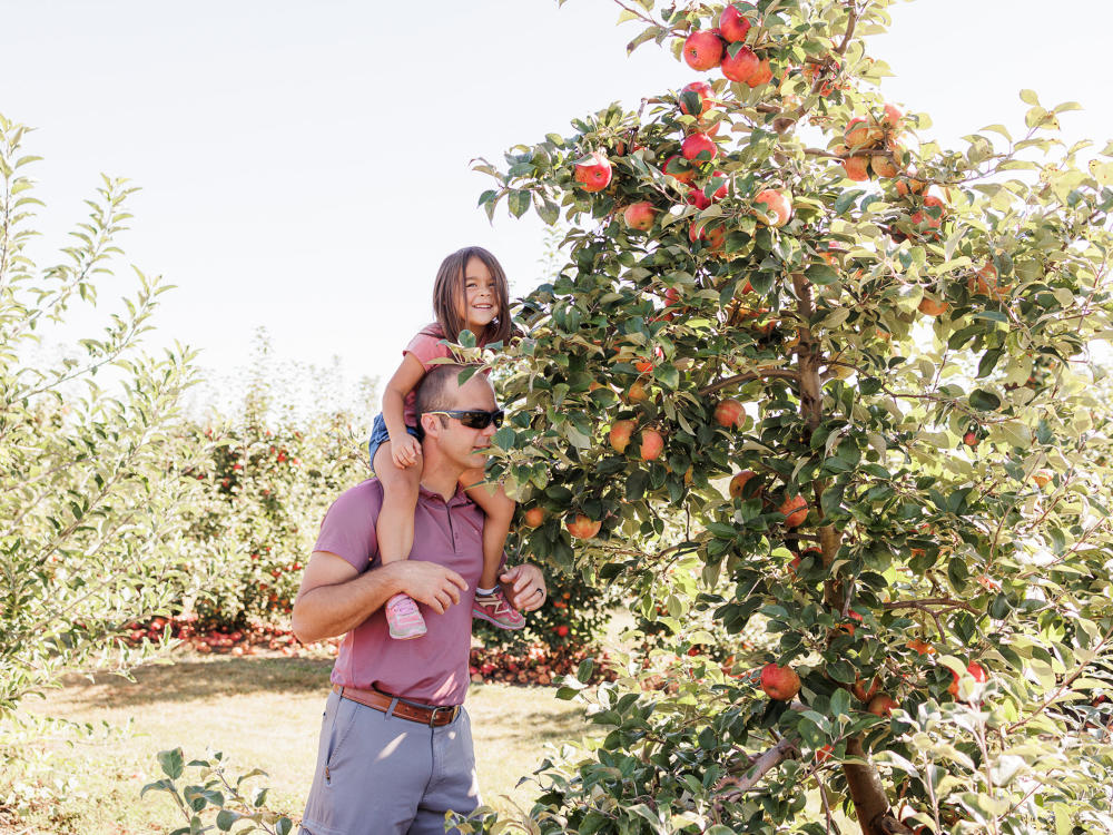A father holds his daughter on his shoulders so she can pick red apples from a tree at Gull Meadow Farms.