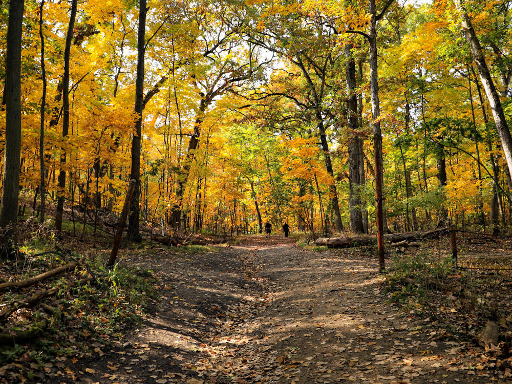 A woman and a man walk with their dog on one of the trails at Asylum Lake Preserve. They are surrounded by trees with a variety of orange and yellow leaves.