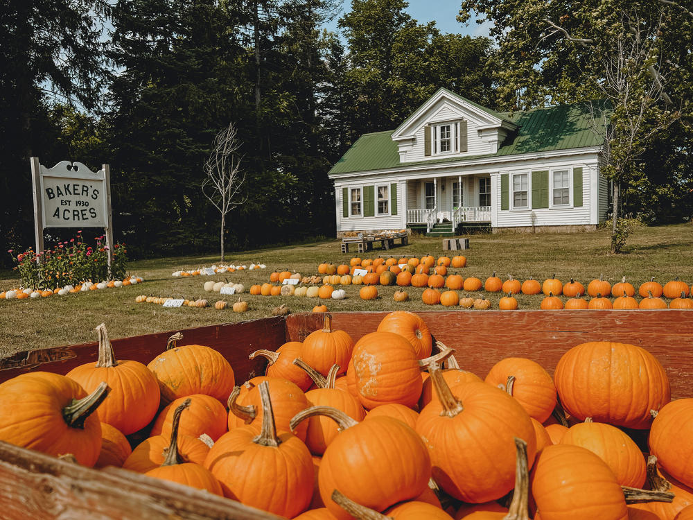 A variety of orange and white pumpkins sit in front of a quaint white house with a green roof at Bakers Acres farm.
