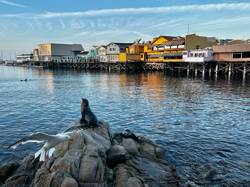 This is an image of the colorful restaurants and shops of Old Fishermanʻs Wharf in Monterey taken from the Monterey Bay Recreation Trail. The colorful shops mirror off of the sea water below. A seagull and sea lion can be seen in the foreground perched on the rocky shore