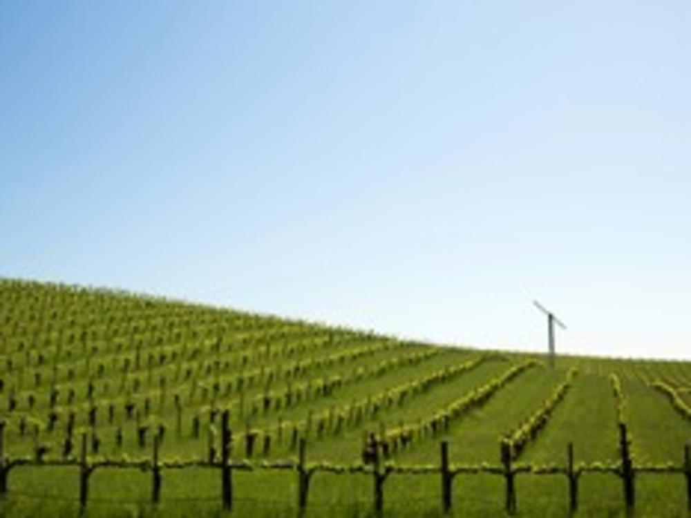 Vineyards Fields