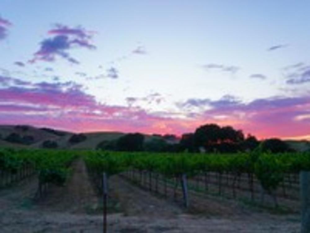 Purple Vineyards