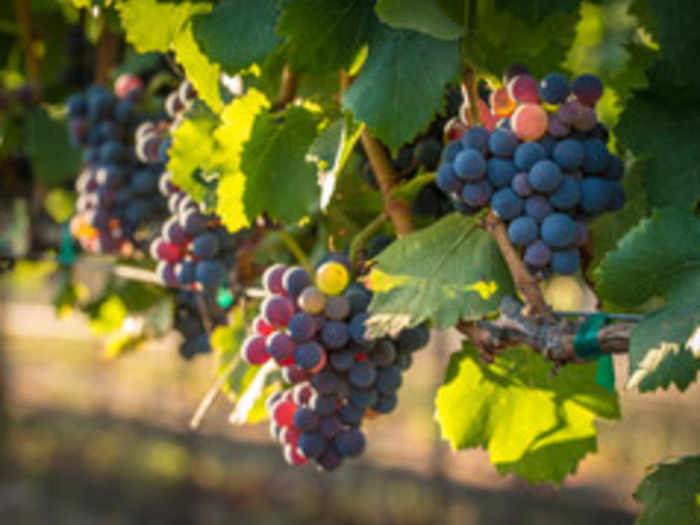 Vineyards Grapes