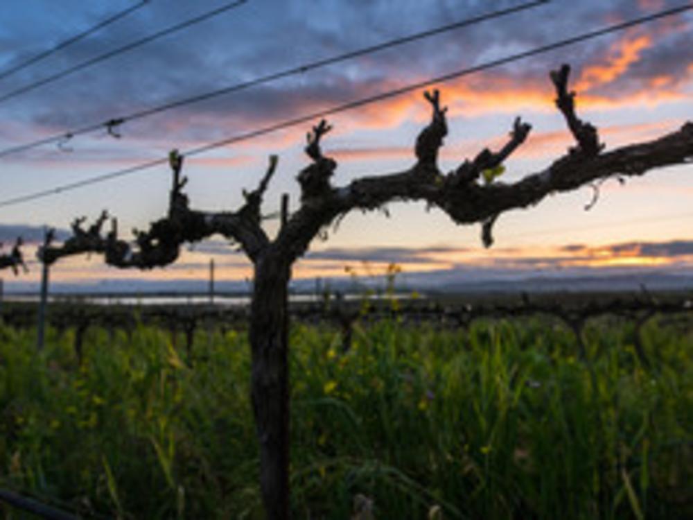 Vineyards sunset