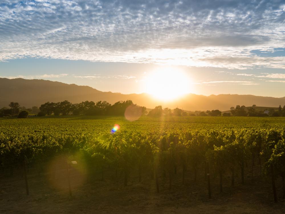 Summer Sunset in Napa Valley Vineyards