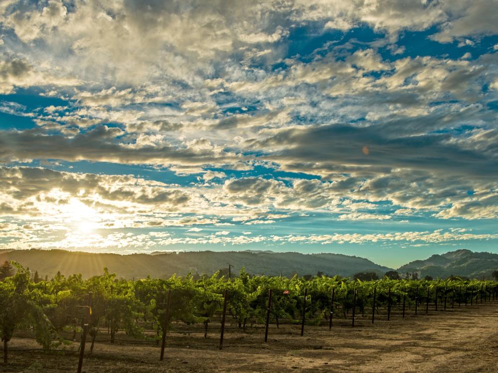Summer sunset in Napa Valley vineyard