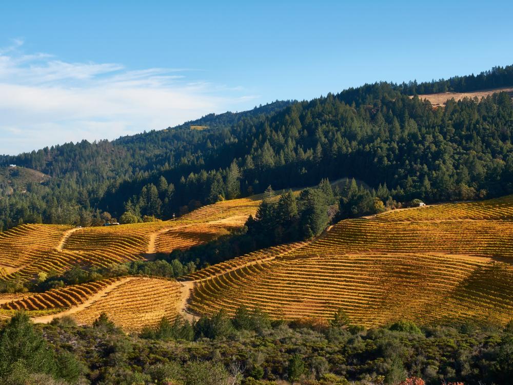 Calistoga Fall