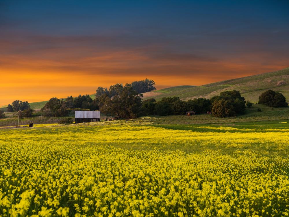 Mustard Sunset in American Canyon