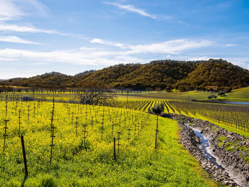 Winter Mustard Vineyards