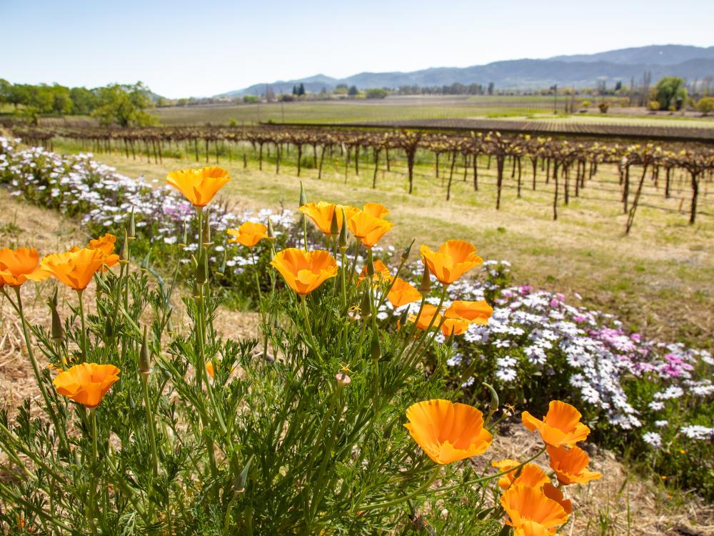 Best Time to Visit Napa Valley  Ideal Months and Seasons • Abroad