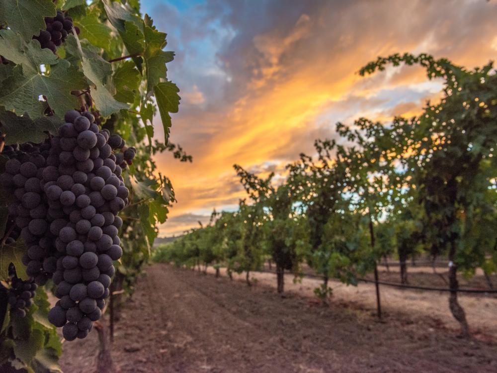 From Vine to Wine: The Life Cycle of a Grape - The Visit Napa