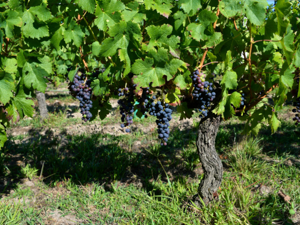 Grapes on Vine
