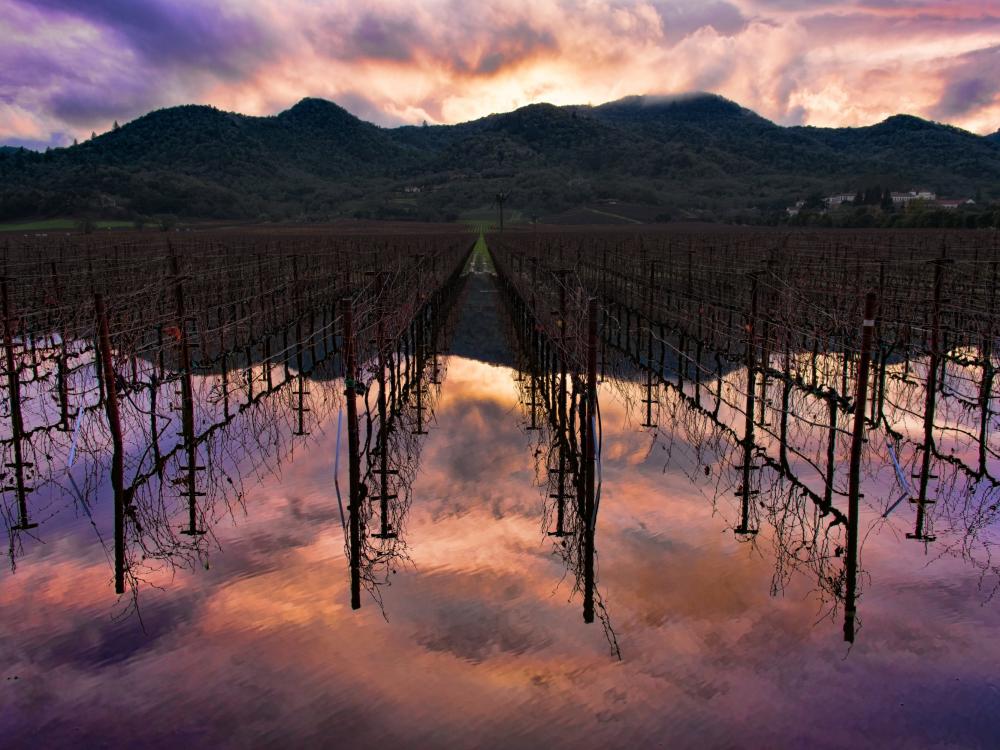 The light of a colorful sunset reflects off a pool of rainwater after a rainy day in Napa Valley.