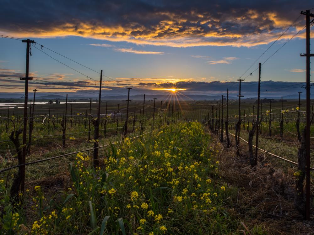 Mustard vineyard in Napa Valley in winter
