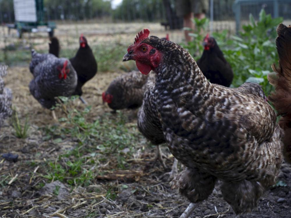 Long Meadow Ranch chickens in Napa Valley