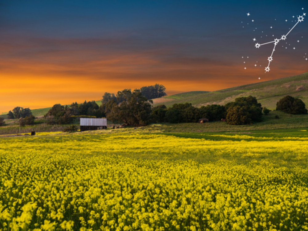 Capricorn Mustard Blog