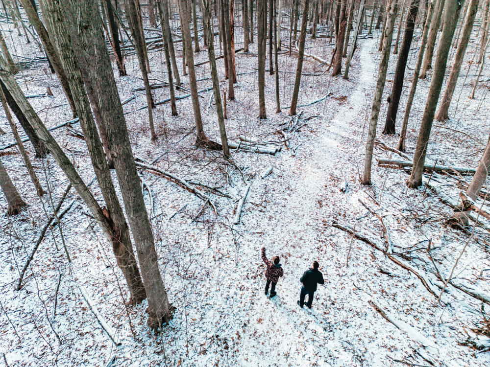 winter forest trail