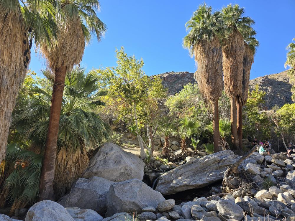 Andreas Canyon in Indian Canyons