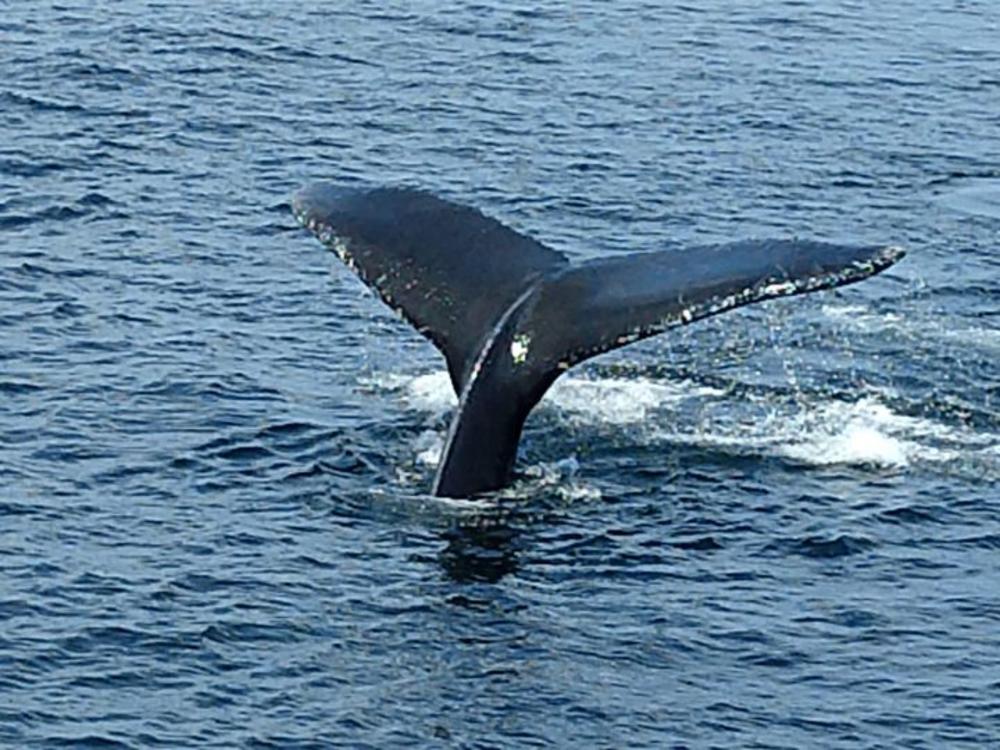 Whale Watching