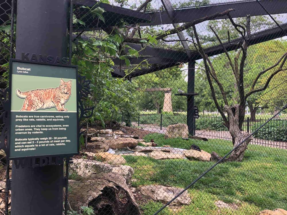Bobcat Exhibit at the Kansas Wildlife Exhibit in Riverside Park