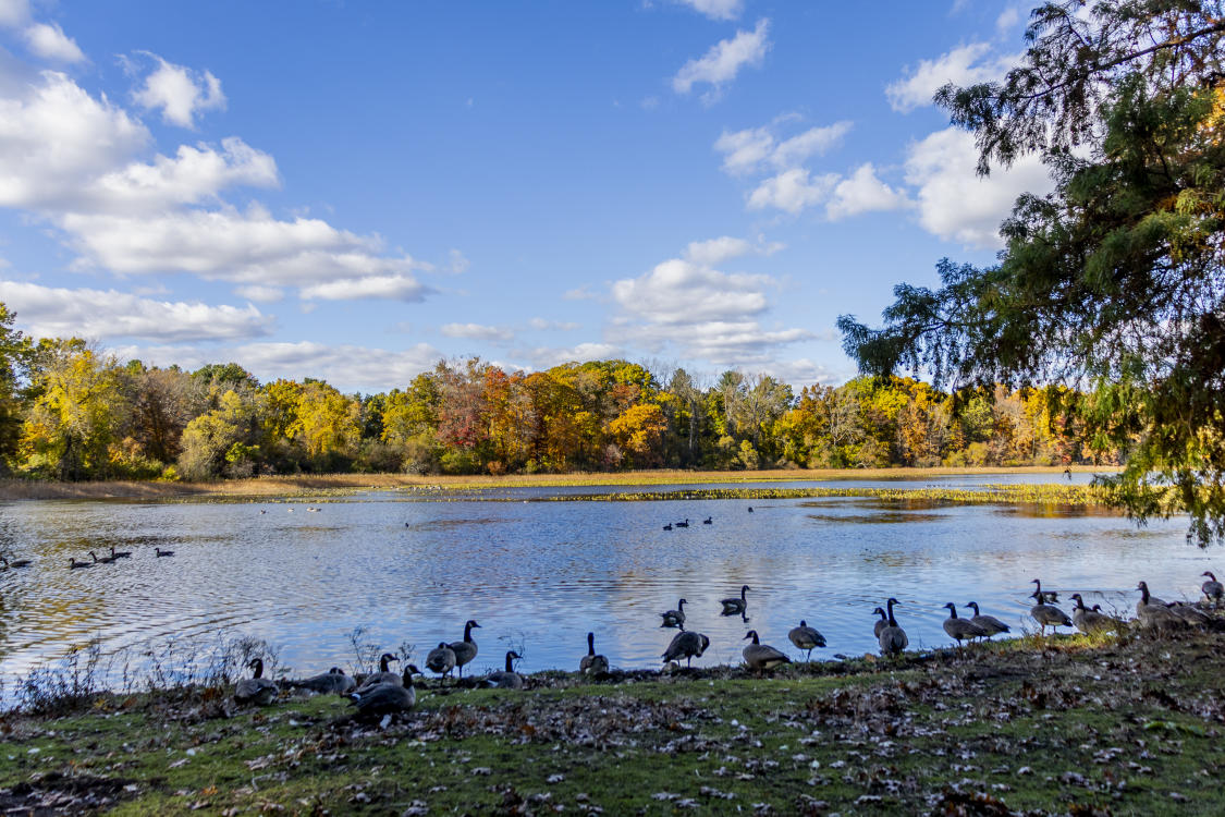 A line of geese sit at the edge of Wintergreen Lake, which overlooks yellow, red, and orange trees at the W.K. Kellogg Bird Sanctuary.