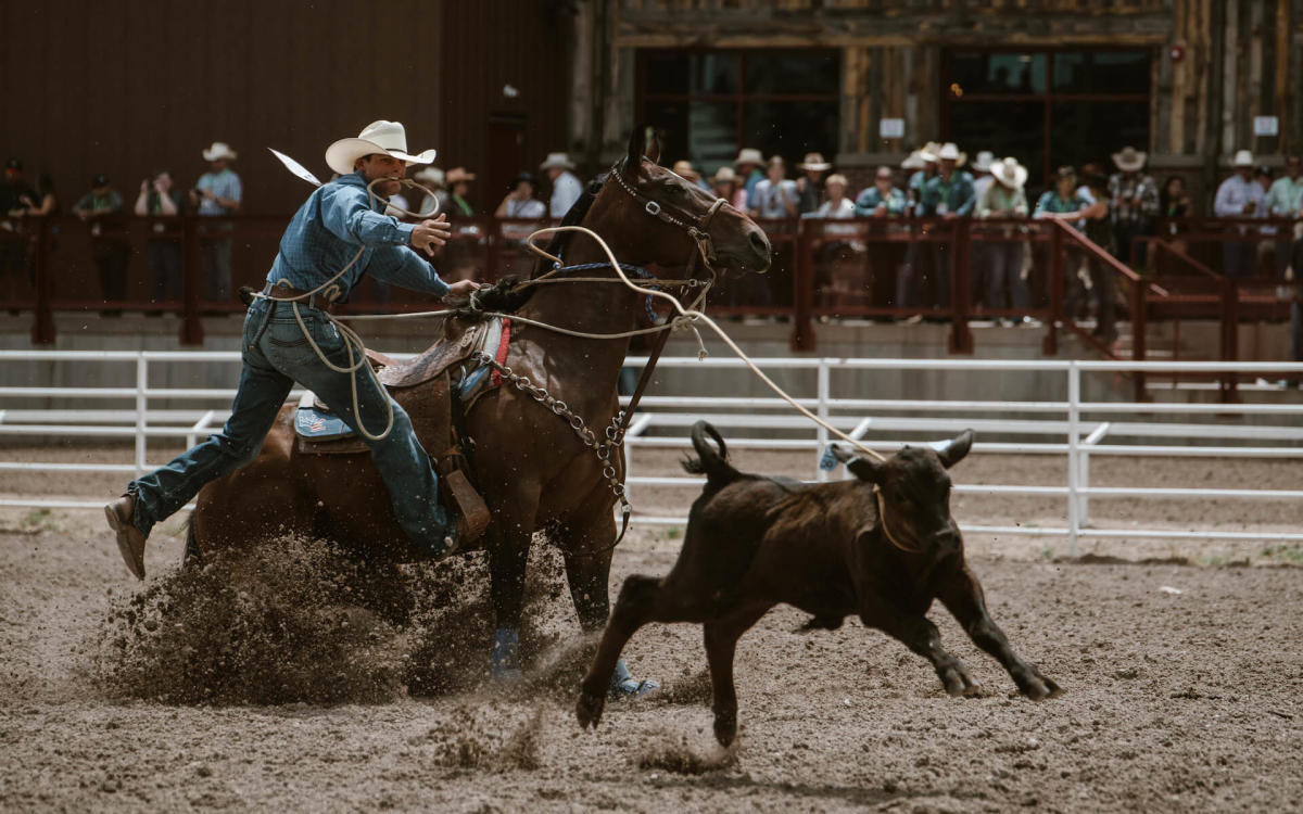 A calf runs from a lassoing cowboy during a tie-down roping event.