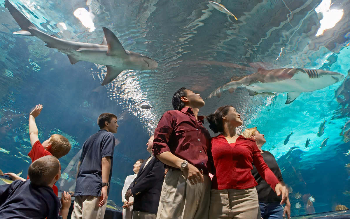 Newport Aquarium