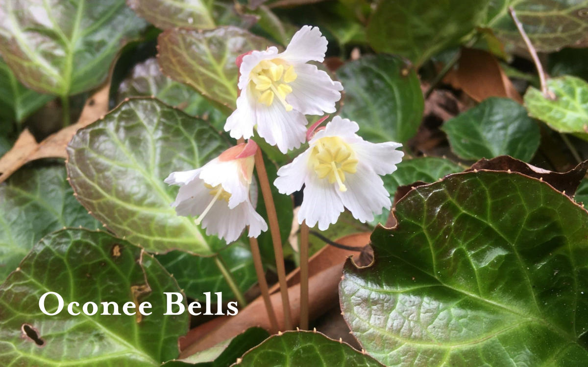 Oconee Bells