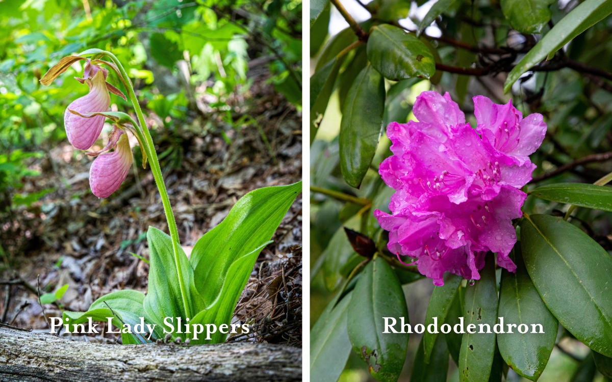 Flowers Credit: Cookie Patterson