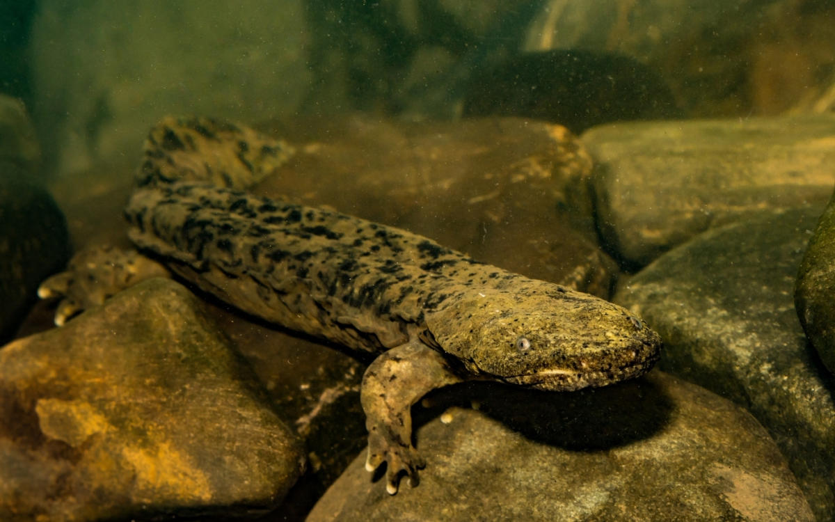 Eastern hellbender resting among rocks in clear mountain water in Highlands, North Carolina.