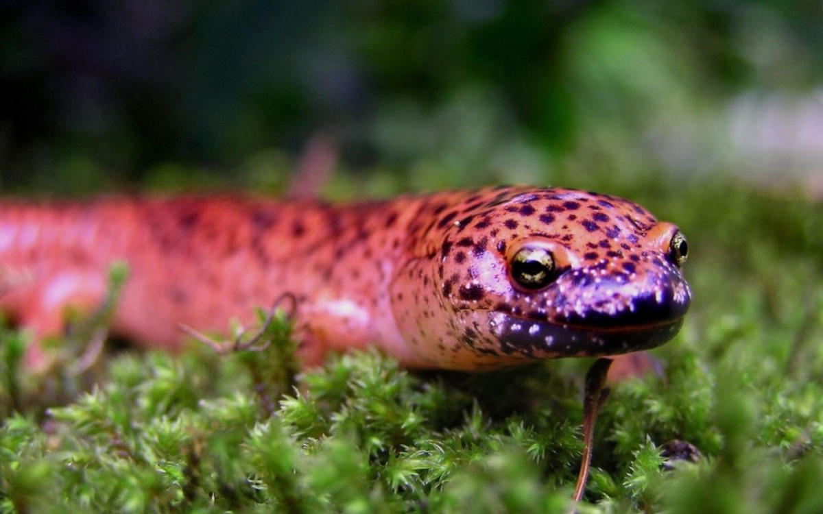 Red salamander resting on moss in a lush forest setting in Highlands, North Carolina.