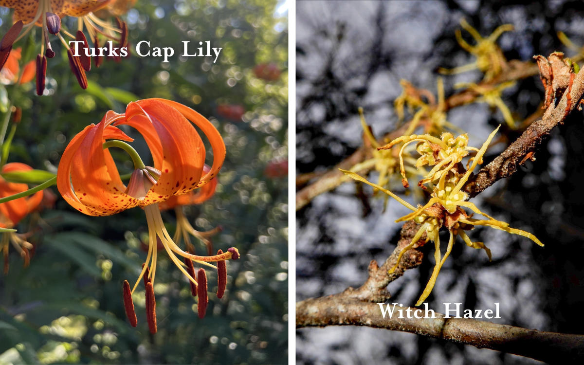 Flowers Turks Cap Lily Witch Hazel