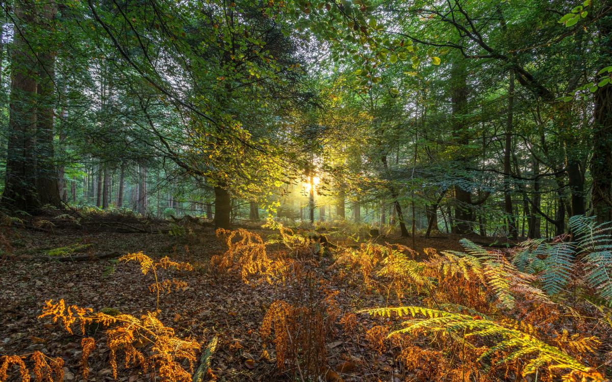 Autumn sunrise through the trees