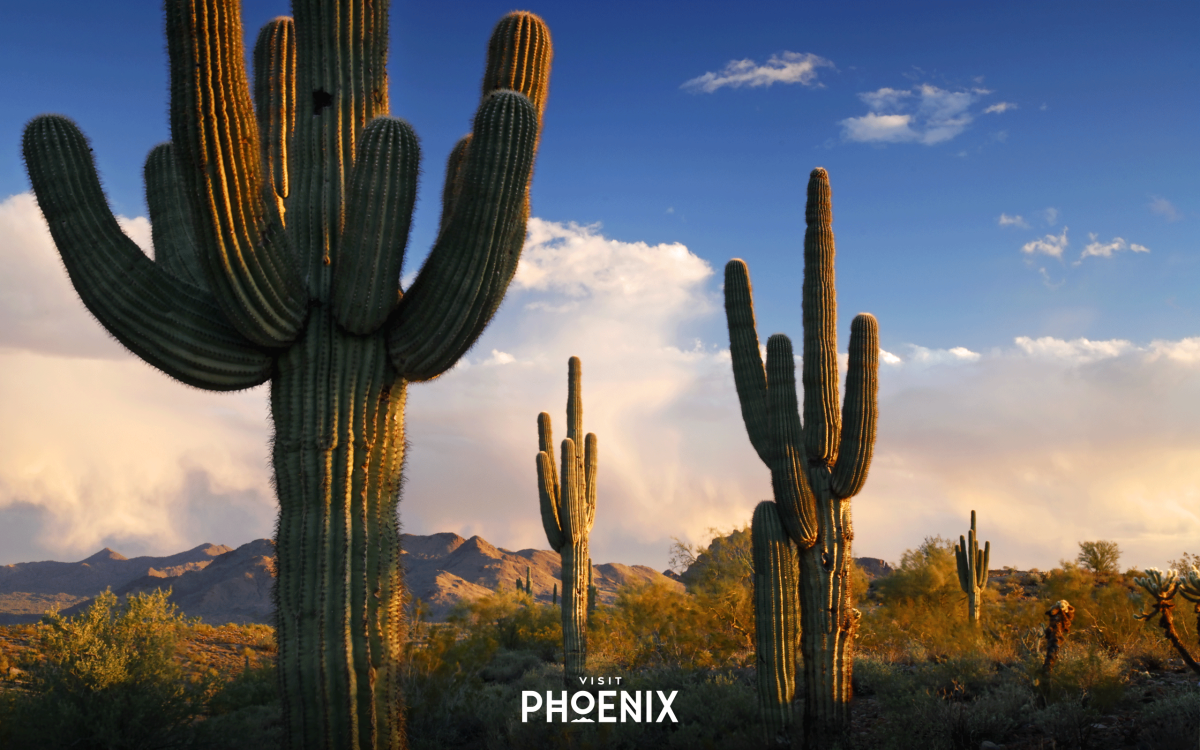 Saguaro Cactus in the Desert